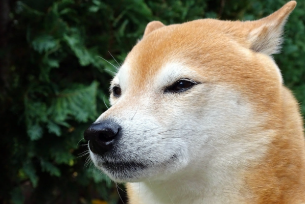 BINK代币飙升30000%另一个模因代币可能会暴跌-第1张图片-欧易下载